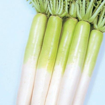 Rotkvica Miyashige Green Neck