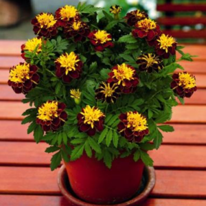 Tagetes Patula Janie Spry