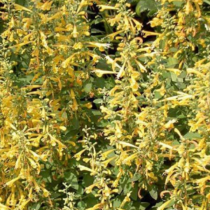 Agastache Arizona Sun