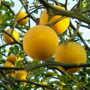 Poncirus trifoliata / Sibirski limun