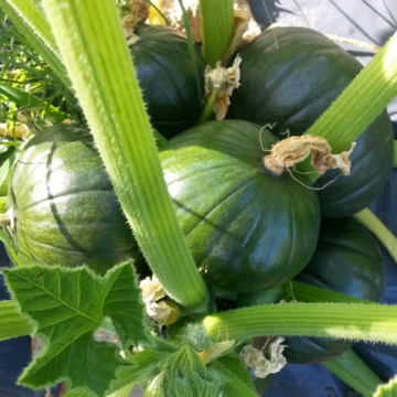 Tikvica Zappallo de Tronco