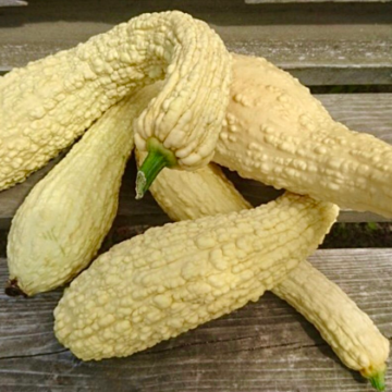 Tikvica Rugosa Friulana