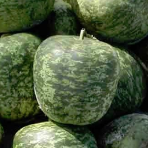 Ukrasna tikva Apple ( Jabuka )