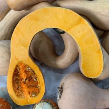 Tikva muskatna Tahitian melon