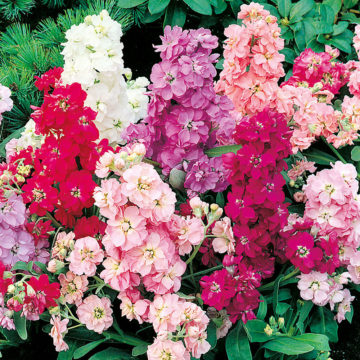 Matthiola incana The Beauty of Nice / Za rezanje