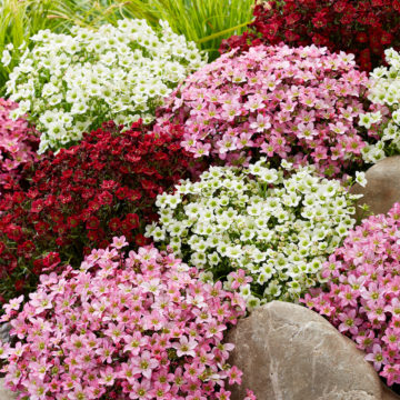 Saxifraga arendsii Mossy Mix