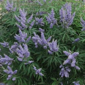 Vitex agnus Blue / Konopljika Plava