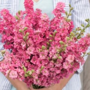 Delphinium c. Brisbane Carmine rose