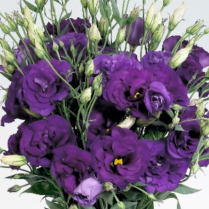 Eustoma Super Magic Deep Blue