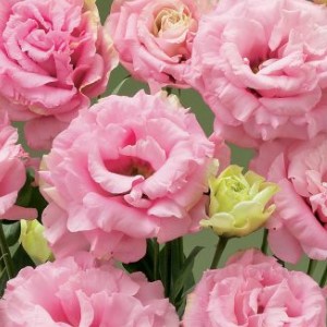 Eustoma Super Magic Rose