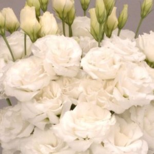 Eustoma Super Magic White