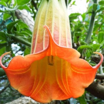 Brugmansia Sanguinea Aurantia