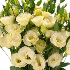 Eustoma Super Magic Yellow