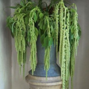 Amaranthus caudatus viridis