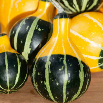 Cucurbita pepo / Ukrasna tikvica Pear bicolour