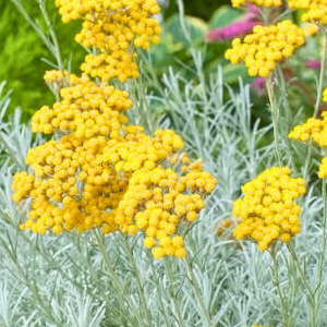 Helichrysum arenarium / Smilje