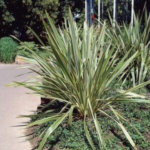 Phormium tenax 'Variegatum'