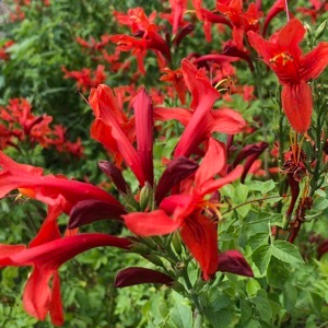 Tecoma capensis 'Red'