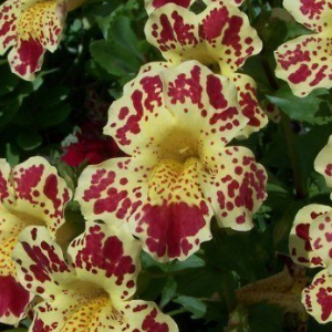Mimulus Tigrinus Mix
