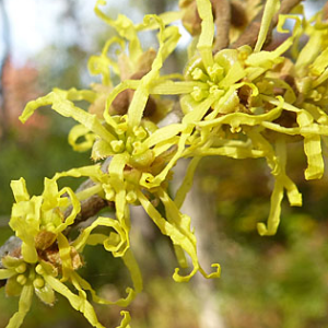 Hamamelis vernalis / Virginian Witch Hazel