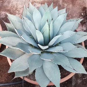 Agave havardiana