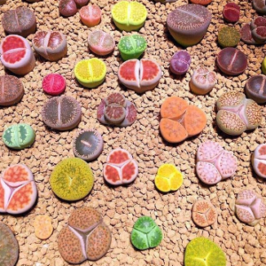 Lithops Mix / Pebble Plant