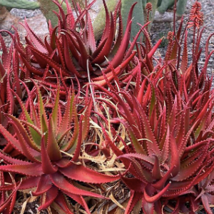 Aloe cameronii / Red Aloe