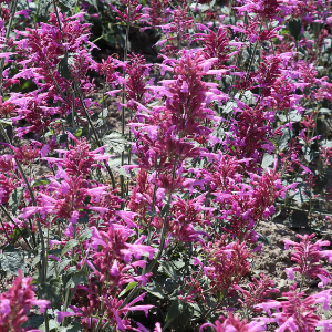 Agastache cana Heather Queen