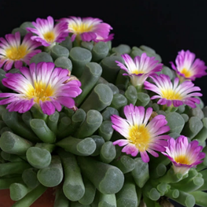 Frithia pulchra
