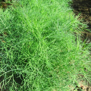 Anethum graveolens Compatto / Mirodjija Kompaktna