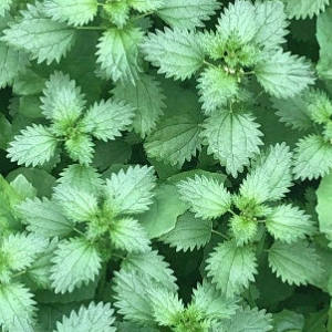 Urtica dioica / Kopriva