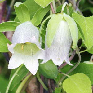 Codonopsis pilosula / Dangshen