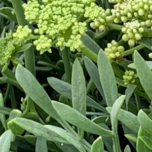 Crithmum maritimum / Petrovac