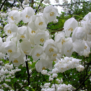 Halesia carolina / Silverbell