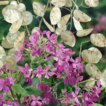Lunaria annua (biennis) / Judin Novčić Violet