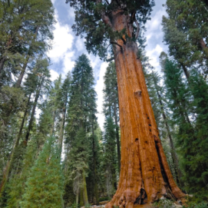 Sequoia sempervirens / Coast Redwood