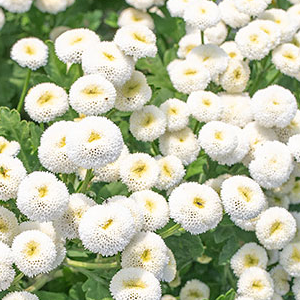 Tanacetum parthenium Snowball