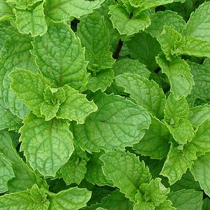 Mentha Spicata / Spearmint