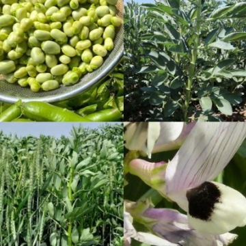 Bob ( divlji ) Tundra