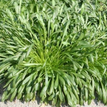 Mibuna / Zimska salata