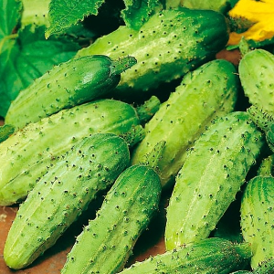 Krastavac / Kornišon Wisconsin smr 18