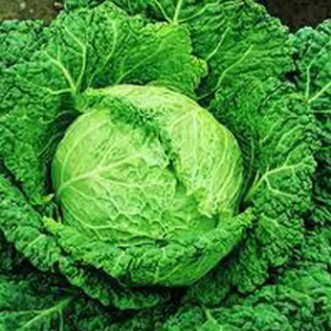 Kelj Milan ( 7 nedelja)