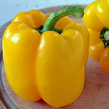 Paprika Golden Calwonder