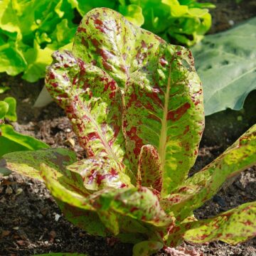 Salata Forellenschuss