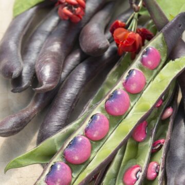 Pasulj Runner Black Knight