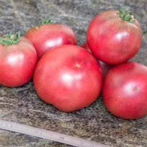 Paradajz (Dwarf) Hazy's Dream