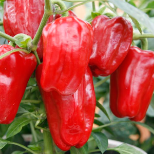 Paprika Red Skin