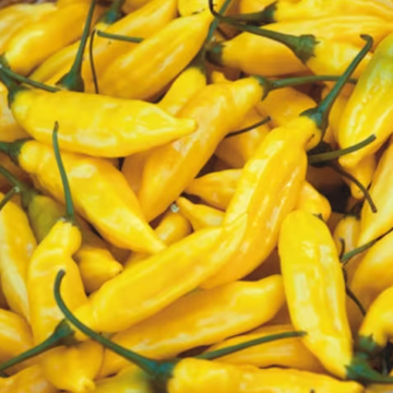 Ljuta paprika / Čili / Aji Limo