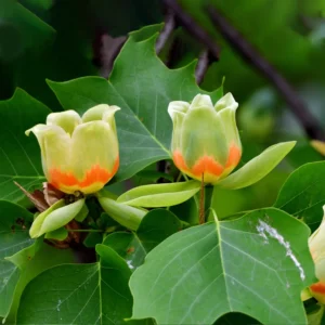 Liriodendron chinense / Tulipanovac / Lalino drvo