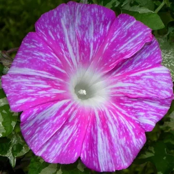 Ipomoea nil Hanahubuki